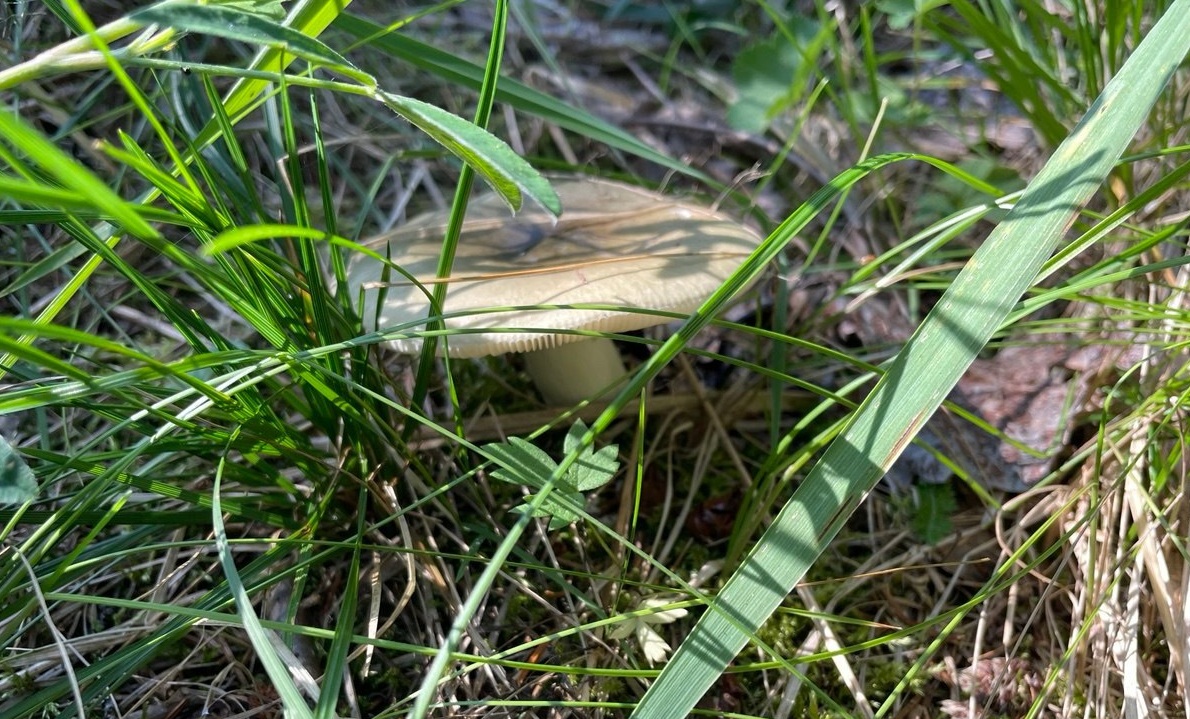 Саратовские депутаты озаботились защитой грибов